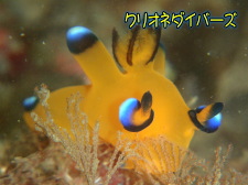 ウデフリツノザヤウミウシ