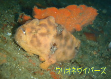 カエルアンコウ