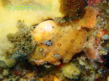 ベニカエルアンコウ