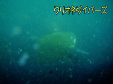 アカウミガメ
