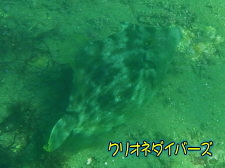 カワハギ