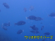 雲見体験ダイビング