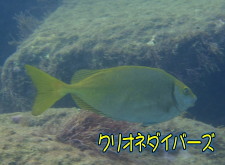 アイゴ