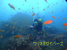 キンギョハナダイ群れ