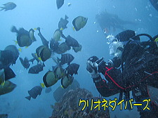 館山ドチザメツアー