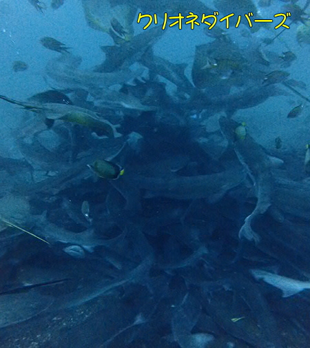 館山ドチザメツアー