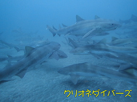 館山ドチザメツアー