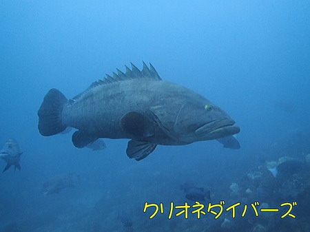 館山ドチザメツアー