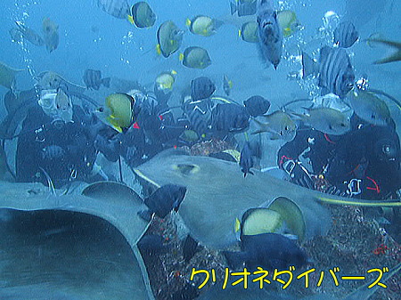 館山ドチザメツアー