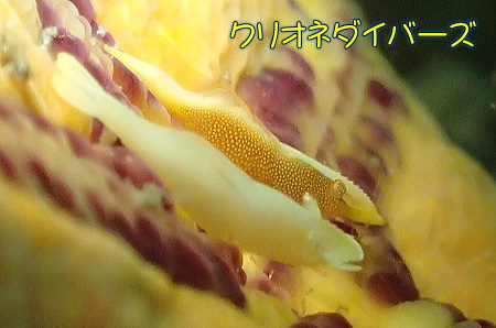 ヒトデヤドリエビ