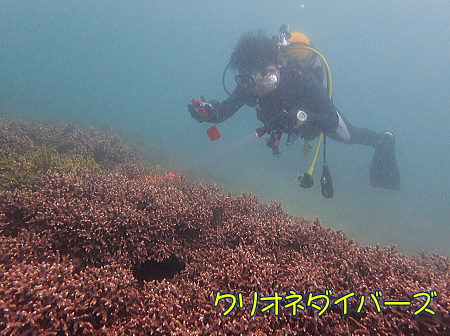 田子ダイビング