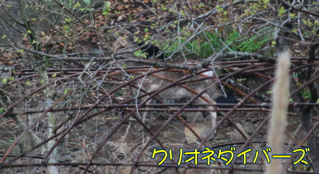 西伊豆の野生シカ