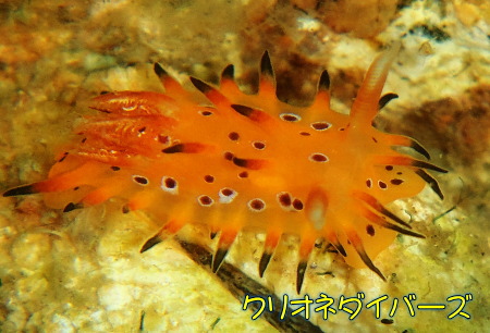 イバラウミウシの仲間（Okenia sp.）