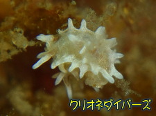 イバラウミウシ属の一種6 (Okenia sp. 8)