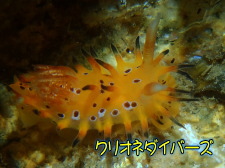 イバラウミウシの仲間（Okenia sp.）