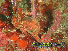 ハナタツ
