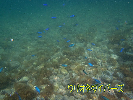 田子瀬の浜海水浴場