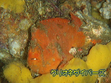 雲見ファンダイビング