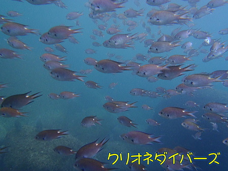 雲見体験ダイビング