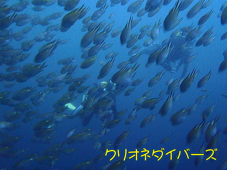 田子ダイビング