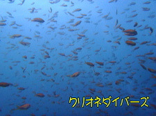 田子ダイビング
