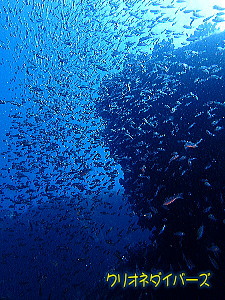 雲見ダイビング魚影