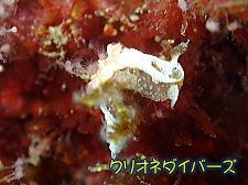 サガミコネコウミウシ