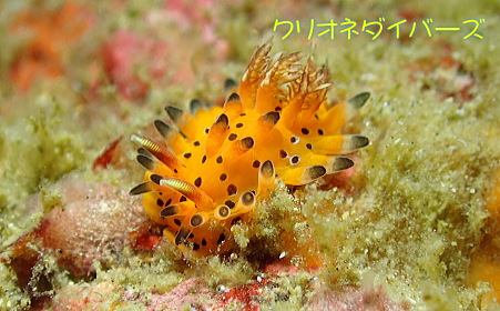 イバラウミウシ属の1種6