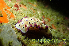 マダライロウミウシ