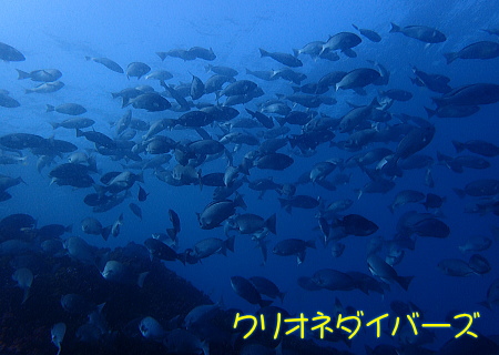 雲見ダイビング