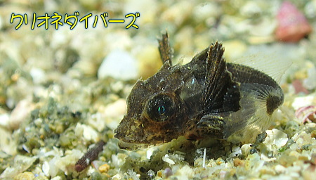 ホウボウ幼魚