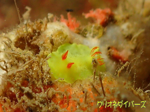 シラユキウミウシ属の1種3