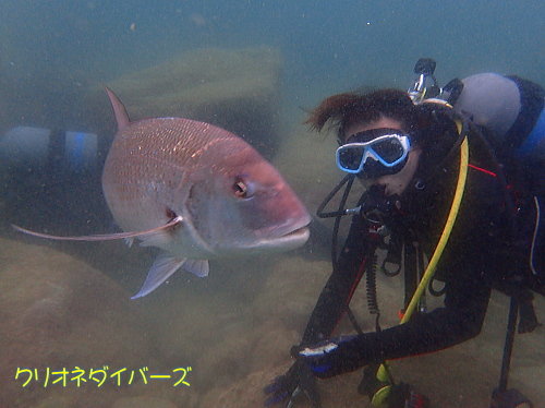 黄金崎体験ダイビング