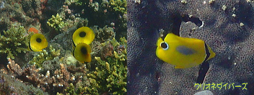 スミツキチョウチョウウオ幼魚