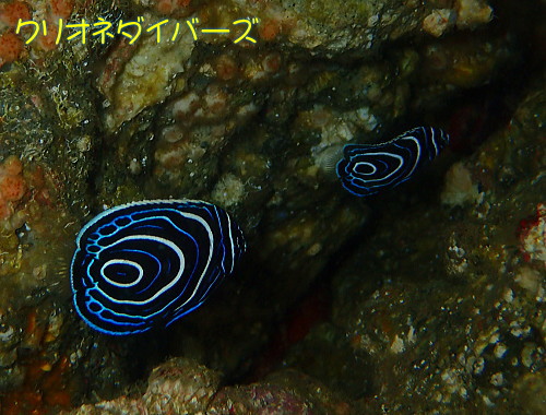 タテジマキンチャクダイ幼魚