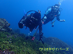 西伊豆田子ダイビング