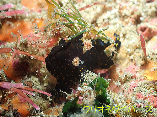 雲見ダイビング生物