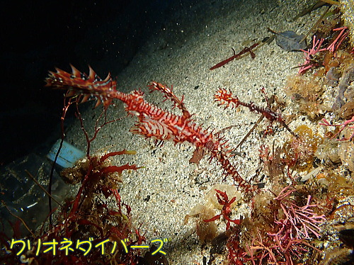 雲見ダイビング生物