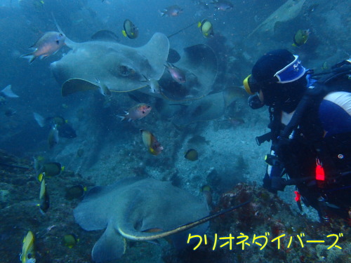 千葉館山サメツアー