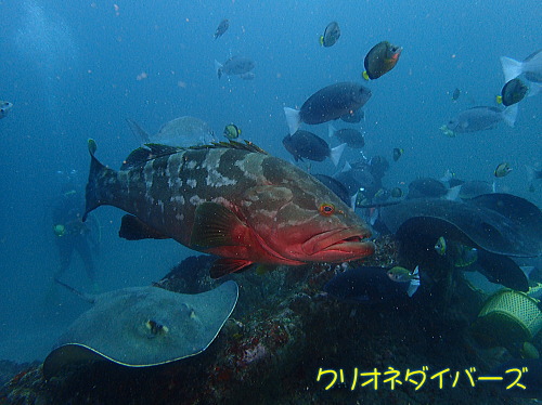 千葉館山ダイビングツアー