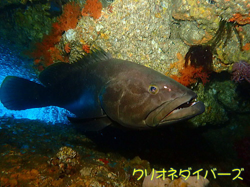 雲見大きい魚クエ