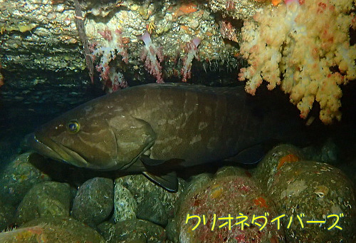 西伊豆雲見の魚