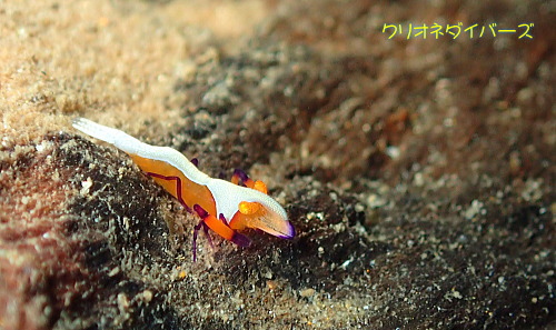 雲見ウミウシカクレエビ