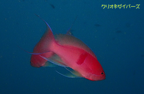 西伊豆田子生物