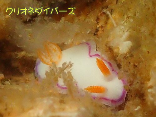 雲見ウミウシ
