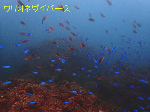 西伊豆田子ダイビング