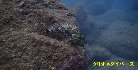 黄金崎で体験ダイビング