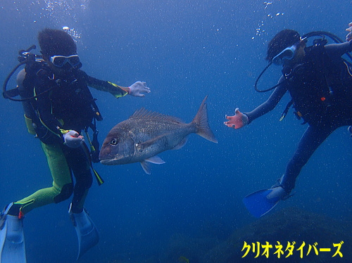 黄金崎で体験ダイビング