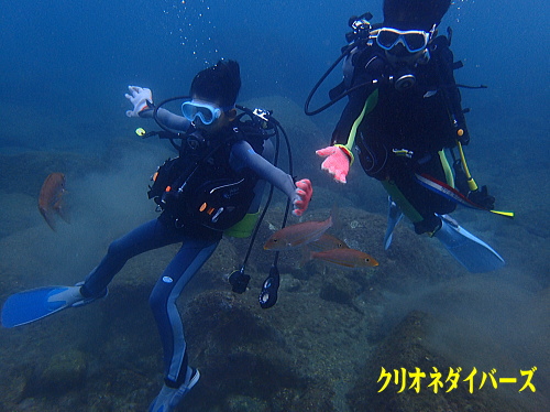 黄金崎で体験ダイビング