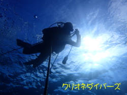 田子ダイビング